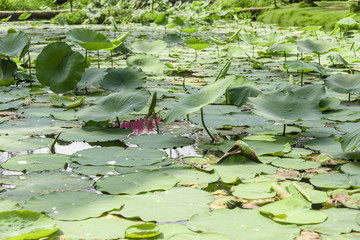 Lotus flower water lilies on a pond, Vietnam