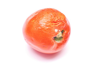 rotten old tomato with mildew isolated on white background