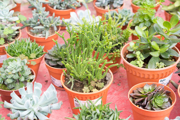 varies cactus plant in the farm cameron highland.