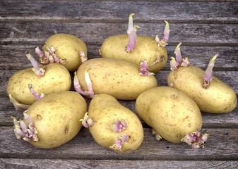 Farming,cultivation, agriculture and care of vegetables concept: seedlings of potatoes with sprouts prepared for planting on a wooden table.