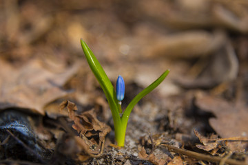 Primrose, flower Scilla bifolia  close-up