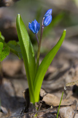 Primrose, flower Scilla bifolia  close-up