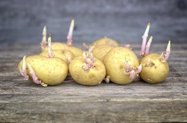 Farming,cultivation, agriculture and care of vegetables concept: seedlings of potatoes with sprouts prepared for planting on a wooden table.