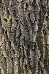 Fototapeta premium bark of old deciduous tree closeup