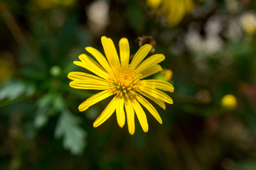 Colorful Gerbera flower or daisy standing in the greenhouse farm