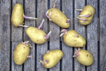 Farming,cultivation, agriculture and care of vegetables concept: seedlings of potatoes with sprouts prepared for planting on a wooden table.