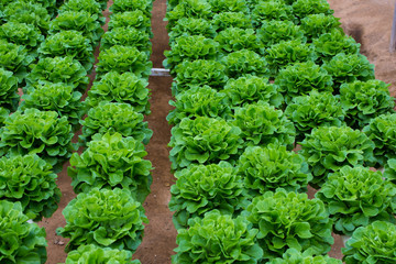 Hydroponic butterhead lettuce growing in greenhouse at Cameron Highlands, Malaysia