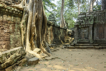 Roots of a giant tree threaten to ruin and take over the Unesco World Heritage site of Ankor Thom, Siem Reap, Cambodia