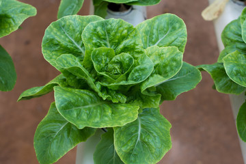 Hydroponic butterhead lettuce growing in greenhouse at Cameron Highlands, Malaysia