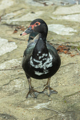 Duck with interesting plumage. Curly red tulip in the snow.