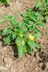 growing bell pepper in the garden