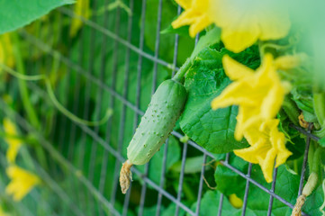 growing cucumbers in hothouse