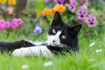 Un chat noir-blanc, European Shorthair, allongé dans un pré avec des fleurs colorées
