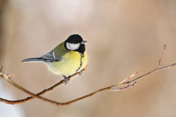 Obraz na płótnie Canvas Great tit sits on the tip of a thin branch, its beak is covered with snow.