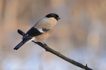 Female of eurasian bullfinch sits on a branch on a gentle peach-blue background.