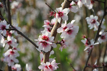 cherry tree