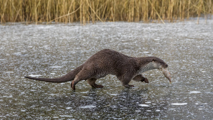 European Otter in winter