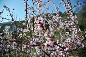 cherry tree