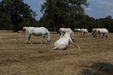 Fototapeta premium Beautiful lipizzaner horses running on the pasture