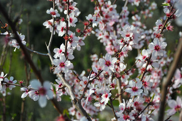 cherry tree
