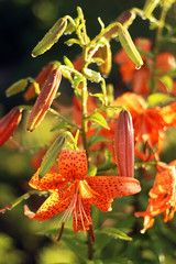 tiger lily
