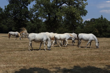 Obraz na płótnie Canvas Beautiful lipizzaner horses running on the pasture
