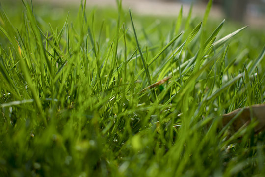 green grass lawn