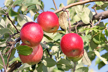 Four red apples on the tree