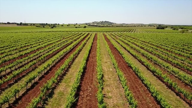 Vineyard in Spain, Vignoble Espagnol 