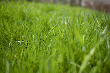 green grass close-up