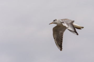 Fototapeta premium A Seagull Flying in the Grey Skies in Search for Fish