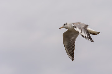 A Seagull Flying in the Grey Skies in Search for Fish