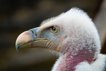 Closeup head of a vulture