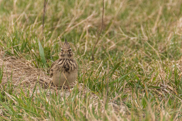 A Crested Lark Asking for an Unforgettable Snapshot