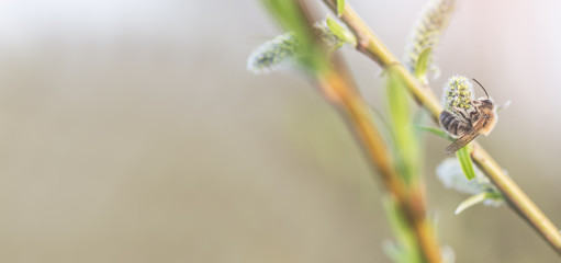 Fototapeta premium Bee collects Honey