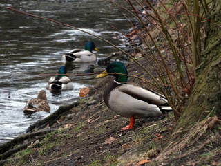 Duck on the banks of the pond in the park
