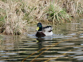 A beautiful colorful drake swims on a pond
