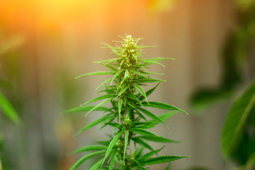 Thematic photos of hemp and marijuana. Green ganja, cannabis, background image