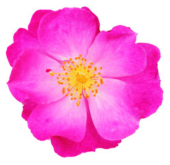 Beautiful Rose (Rosaceae) isolated on white background, including clipping path.