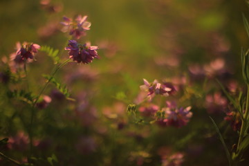 Meadow flowers in the sunset.