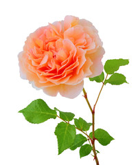 Beautiful Rose (Rosaceae) isolated on white background, including clipping path. Germany
