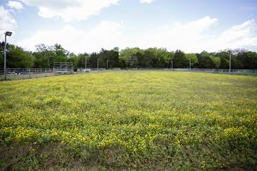 green pasture field