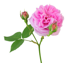 Beautiful Rose (Rosaceae) isolated on white background, including clipping path.