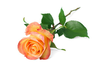 Wonderful Rose (Rosaceae) isolated on white background, including clipping path without shade.