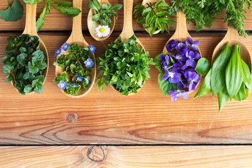 Wild edible spring herbs on wooden spoons - obrazy, fototapety, plakaty