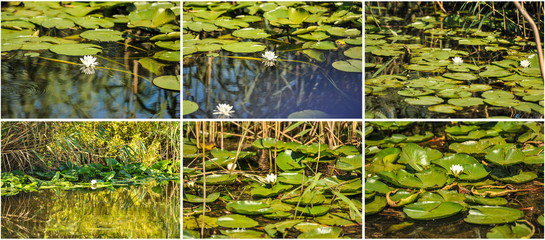 White water lilies in the Romanian Danube Delta.beautiful European white water lilly in Danube Delta, Romania ( Nymphaea alba )