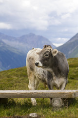 Young bull on the mountain pasture, Montafon, Austria.