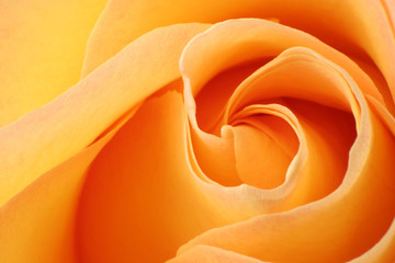 Closeup of a wonderful orange Rose (Rosaceae).