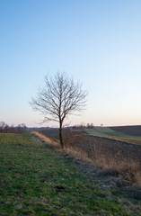 Lonely tree in field