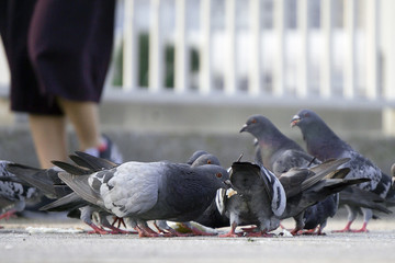 Obraz premium ハトの群れ